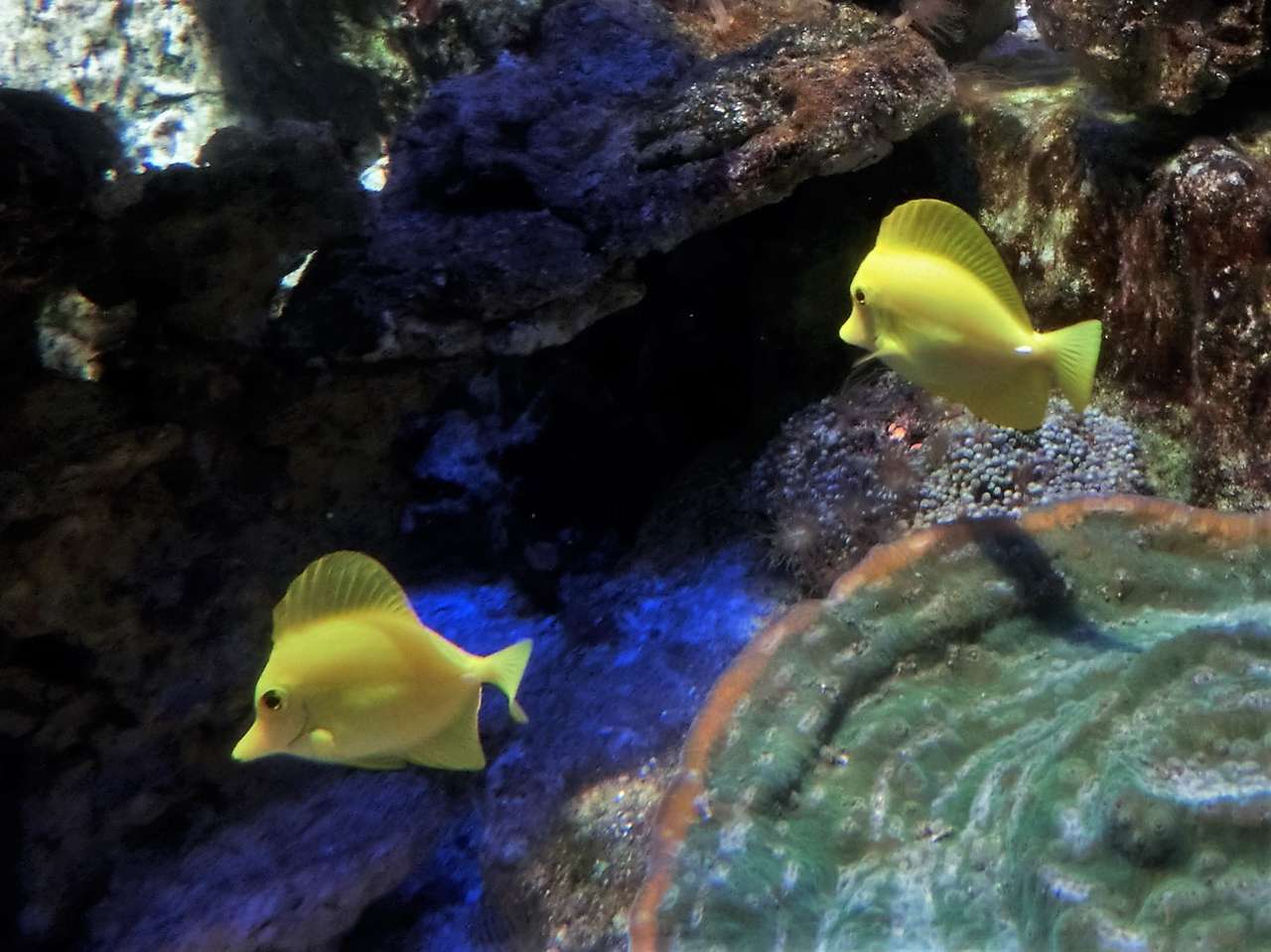 żółta ryba puzzle online