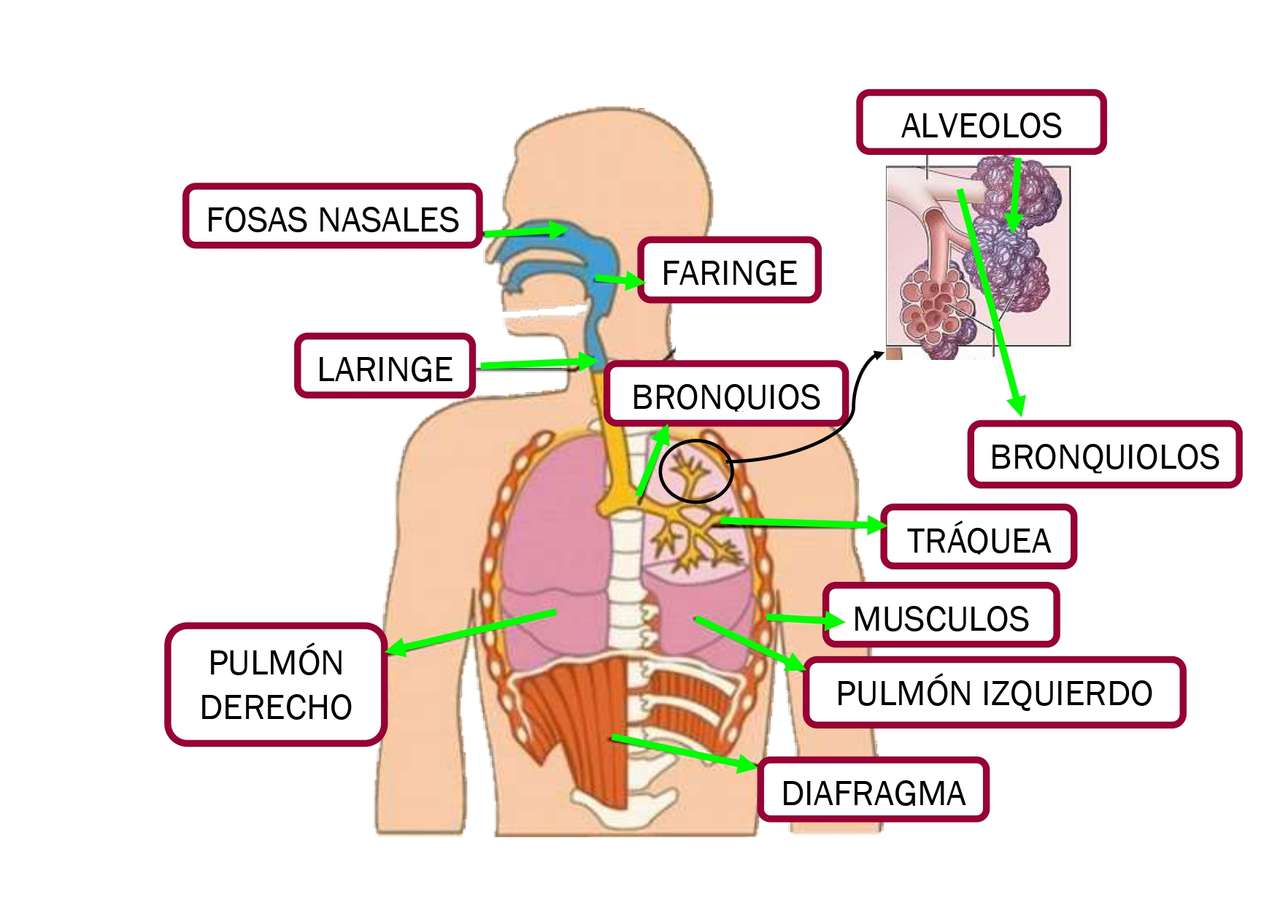 UKŁAD ODDECHOWY puzzle online