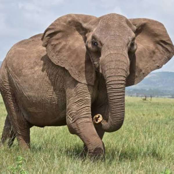 Zagadka słonia puzzle online