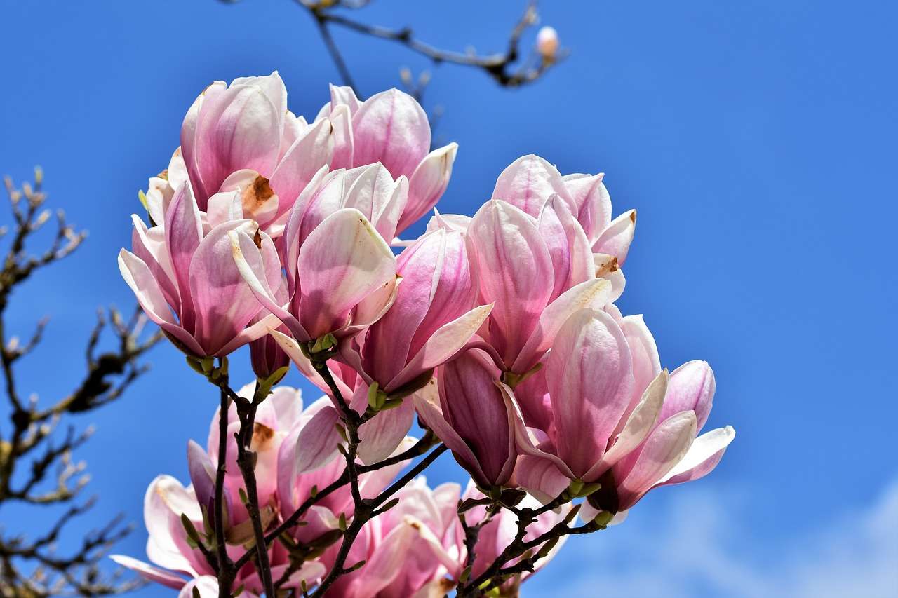 Magnolia, kwitnący puzzle online