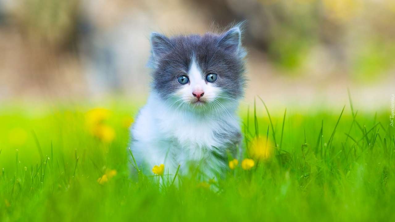 malutki kotek w trawie puzzle online