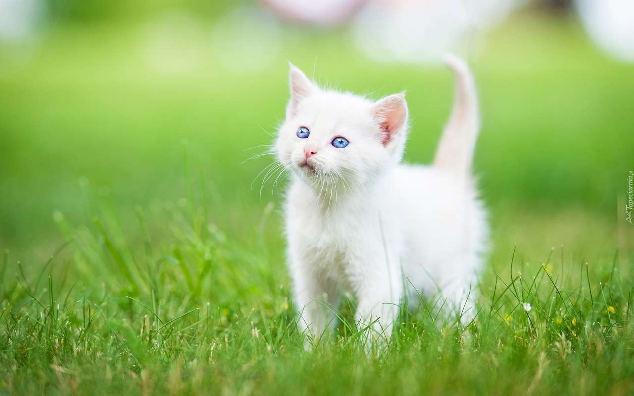 malutki biały kotek w trawie puzzle online