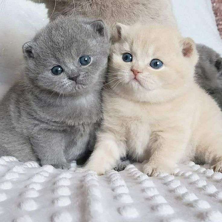 malutkie kotki bliźniaki puzzle online