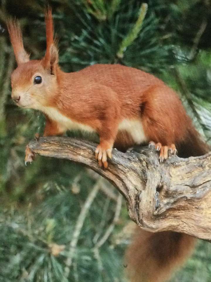 czerwona wiewiórka na gałęzi puzzle online