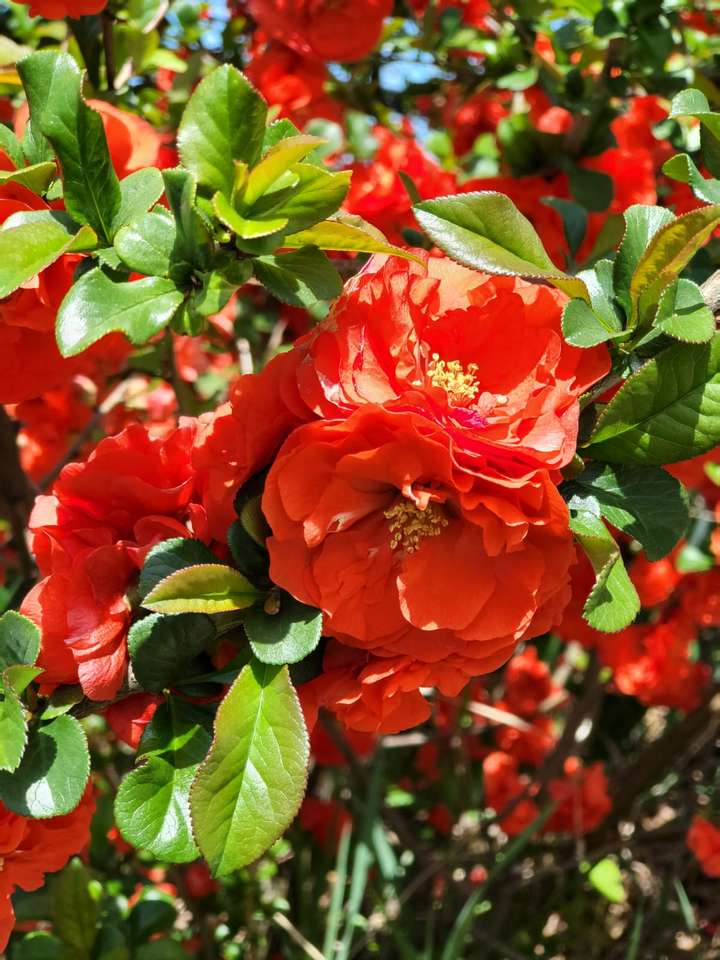 krzew z czerwonymi kwiatami puzzle online