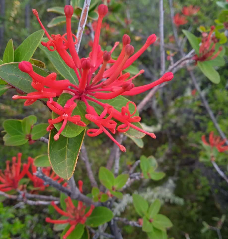 czerwony kwiat miotełkowy puzzle online