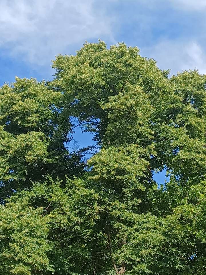 duże zielone drzewa i niebo puzzle online