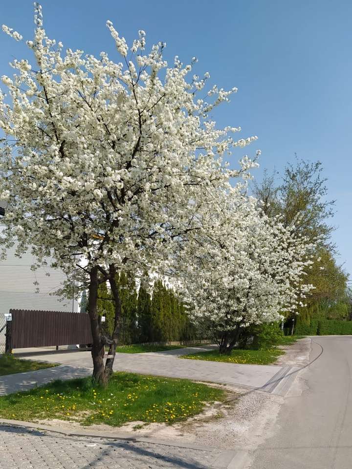 kwitnące wiosną drzewko owocowe puzzle online