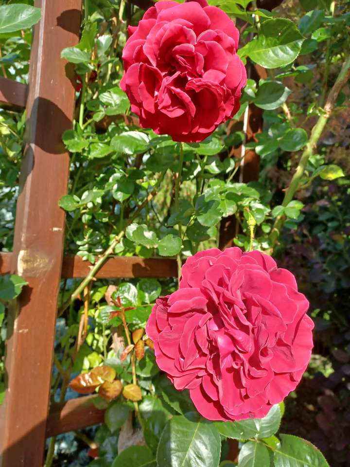 dwie piękne róże w rozkwicie puzzle online