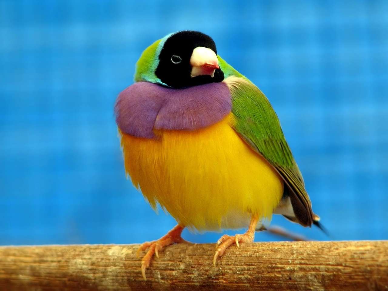 Kolorowy ptaszek puzzle online