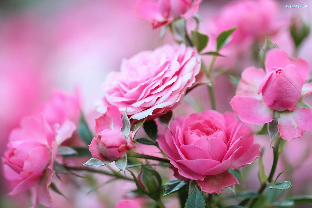 róża-królowa kwiatów puzzle online
