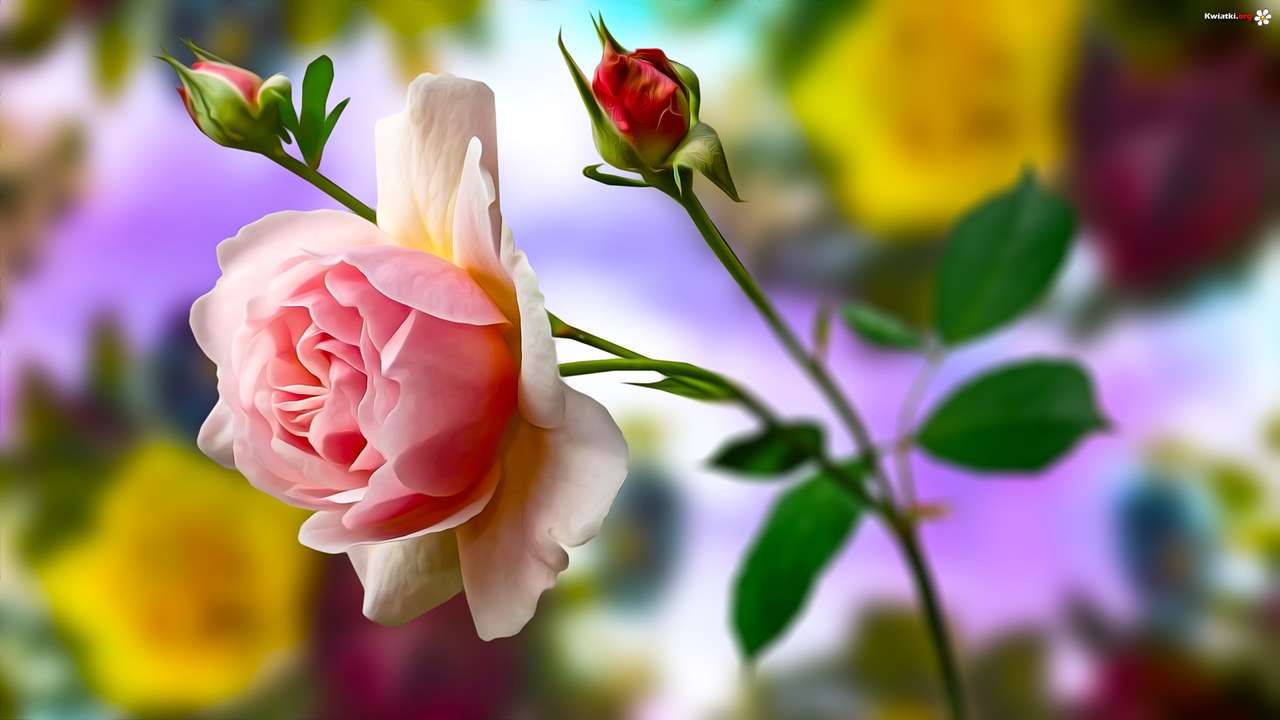 róża-królowa kwiatów puzzle online