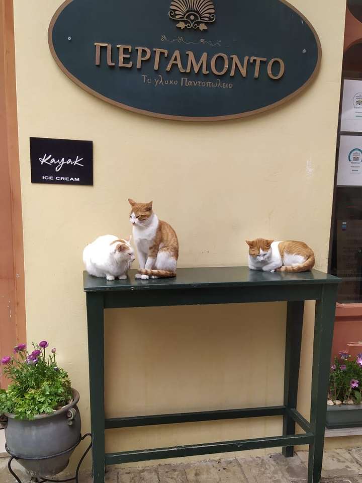 odpoczywające koty przed hotelem puzzle online