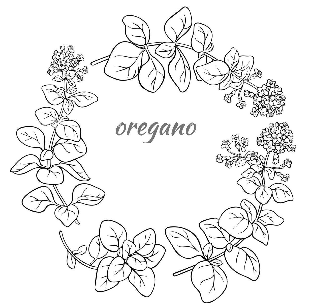 Roślina lecznicza: Oregano puzzle online