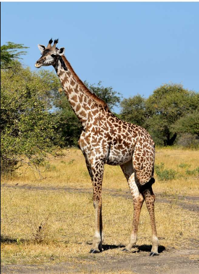 Żyrafa na tle drzew puzzle online