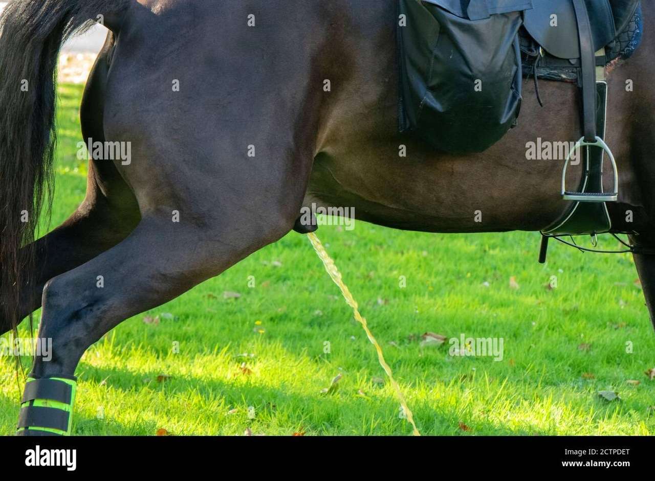 Koń sikający w trawę puzzle online