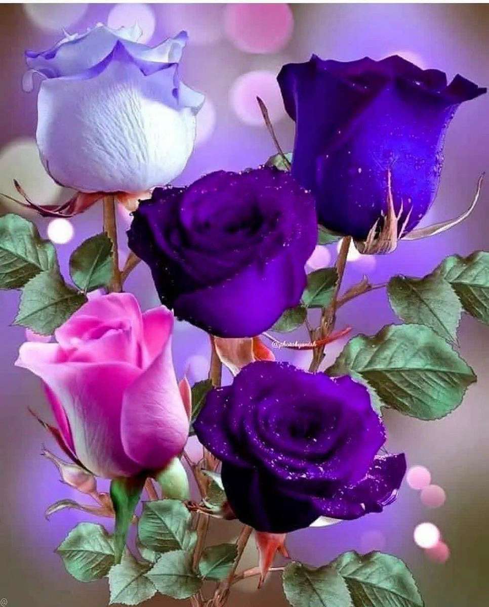 fioletowe farbowane róże puzzle online