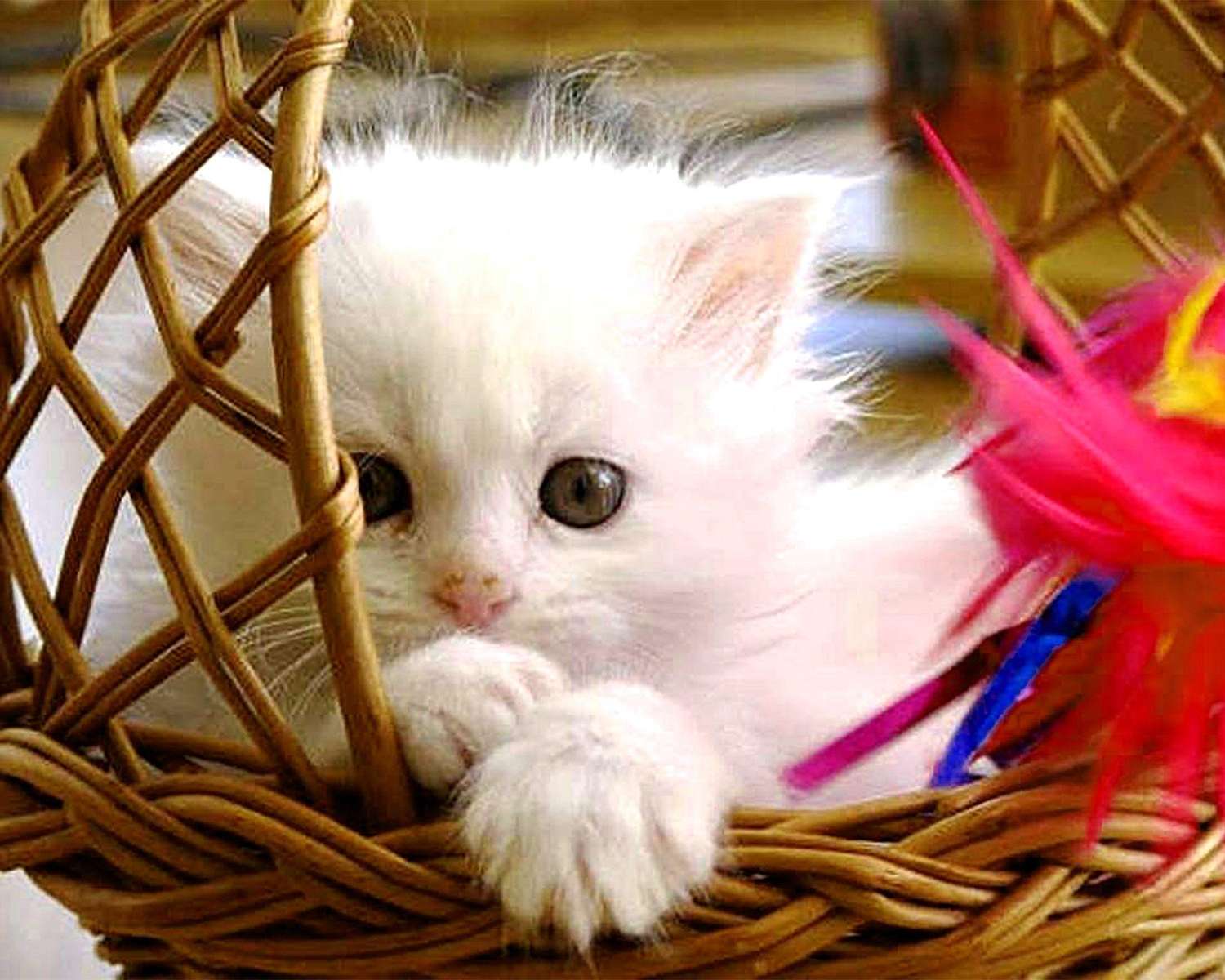 Malutki kotek w koszyku puzzle online
