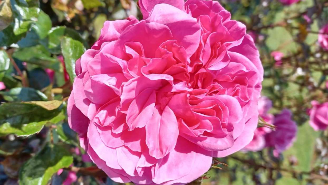 kwiat różowej róży puzzle online