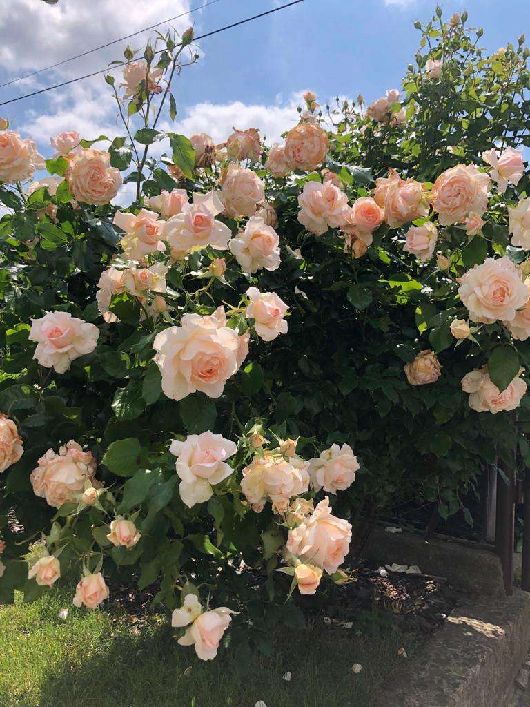 kwitnące krzewy różane puzzle online