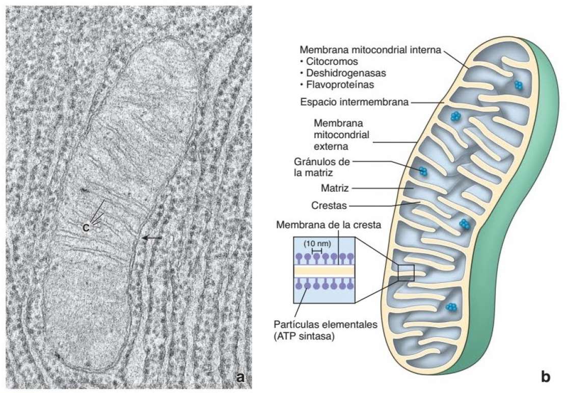 mitochondrium puzzle online