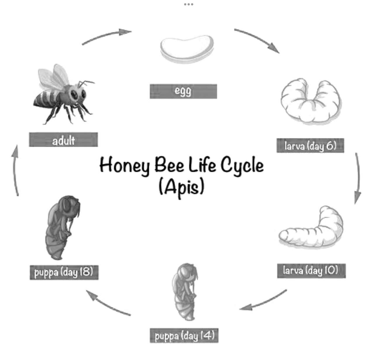 cykl pszczół puzzle online