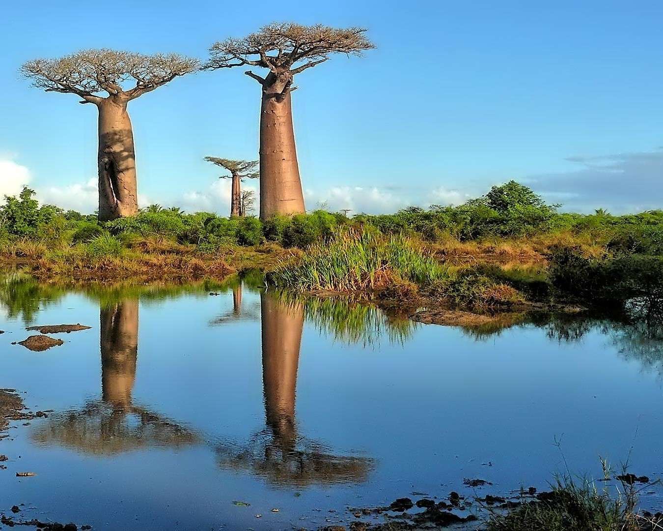 Baobaby na Sawannie puzzle online