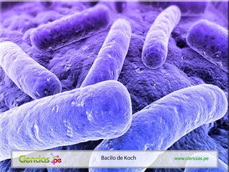 Bacillus Kocha puzzle online