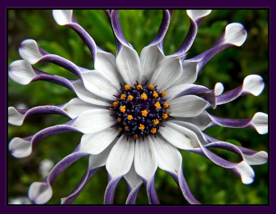 Zabawny kwiat puzzle online