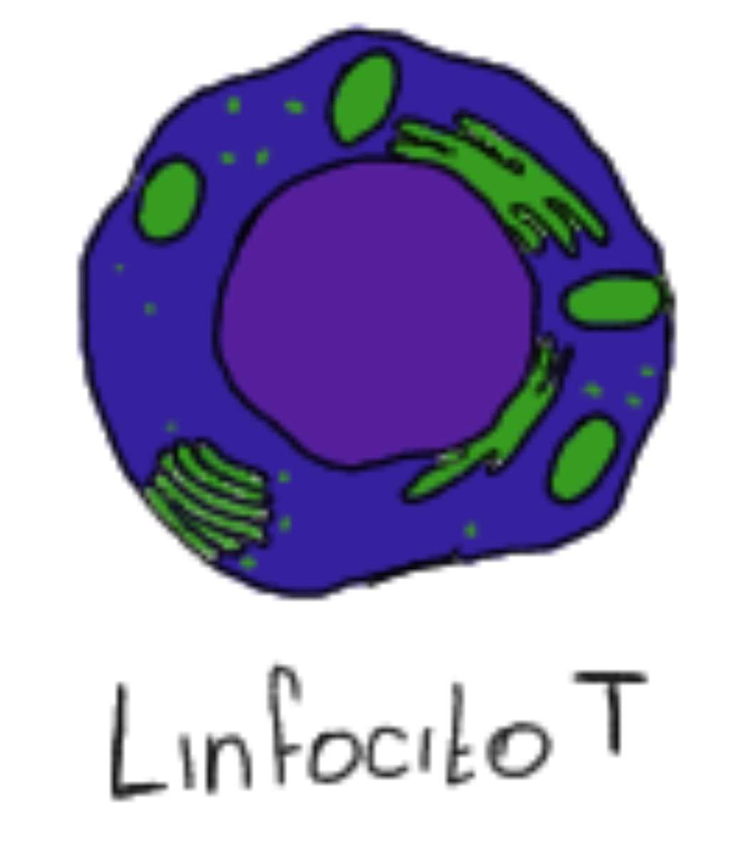 Limfocyty T puzzle online