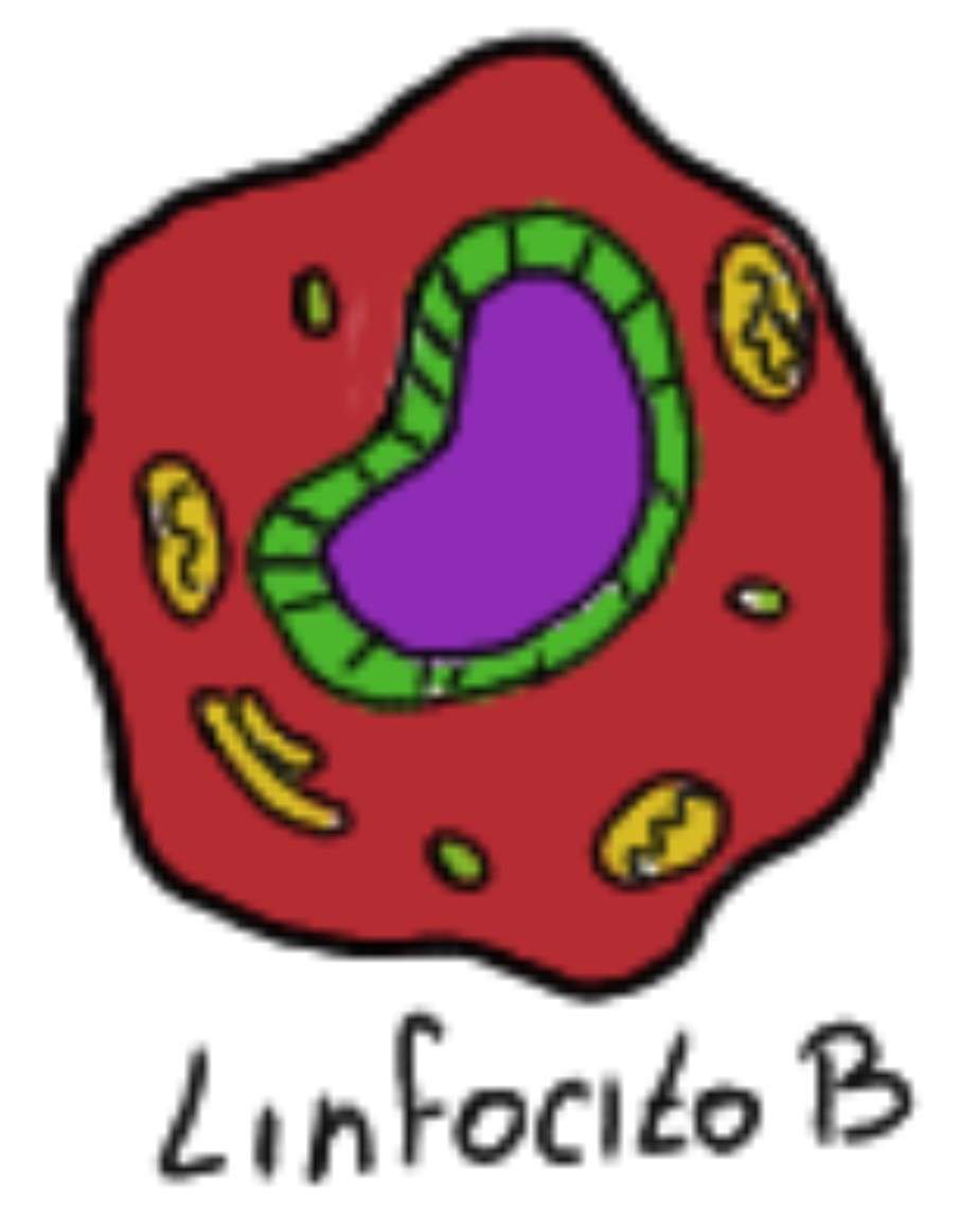 Limfocyty B puzzle online