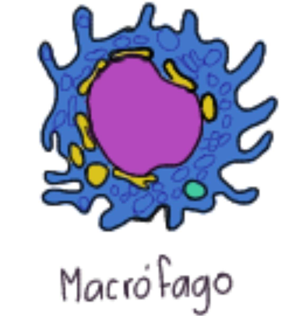 makrofagi puzzle online