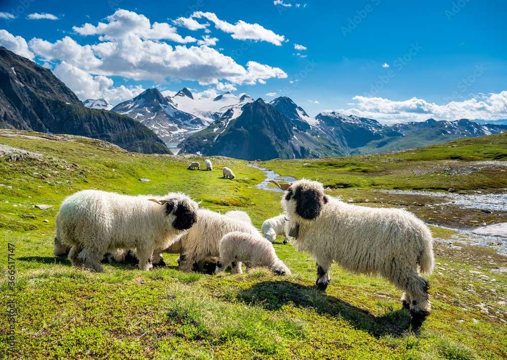 owce w Zermatt puzzle online