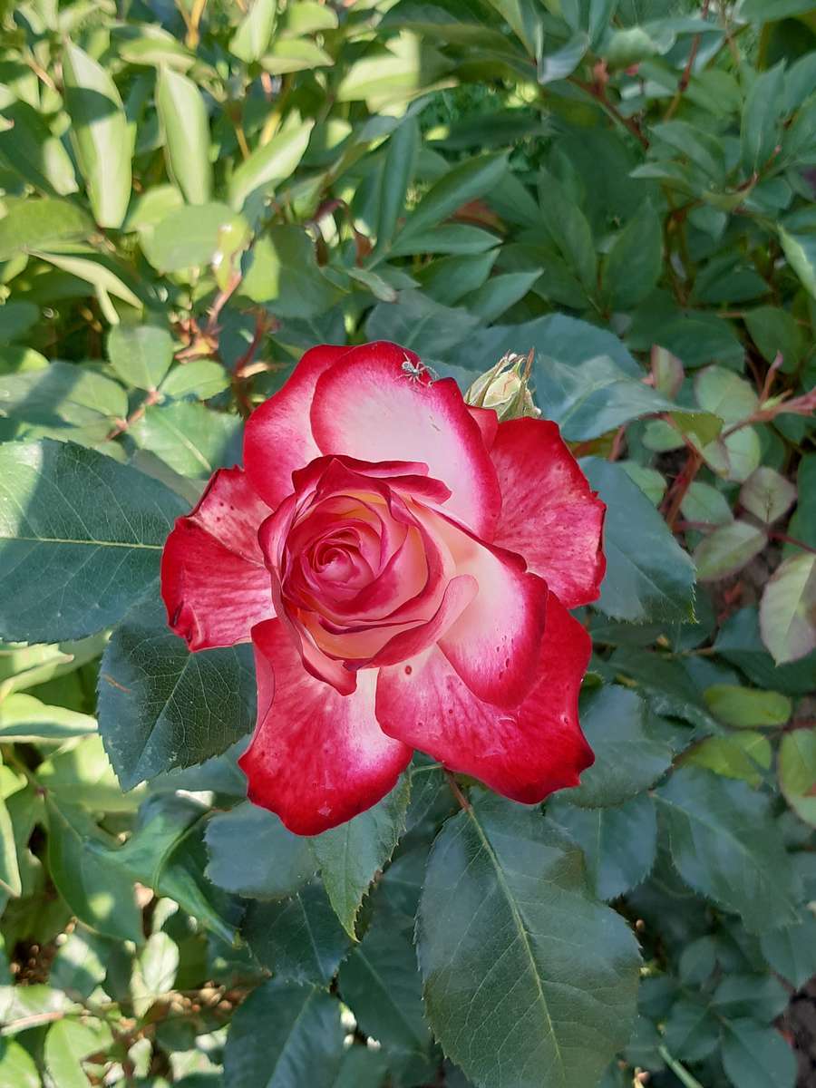 purpurowa róża puzzle online