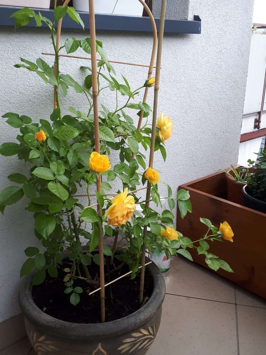 herbaciana róża na balkonie puzzle online