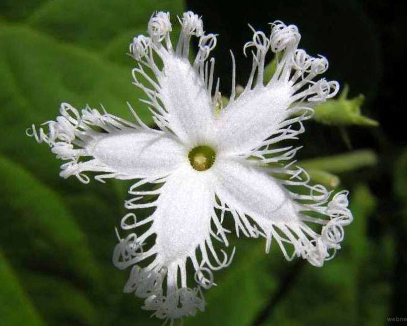 Biały kwiat puzzle online