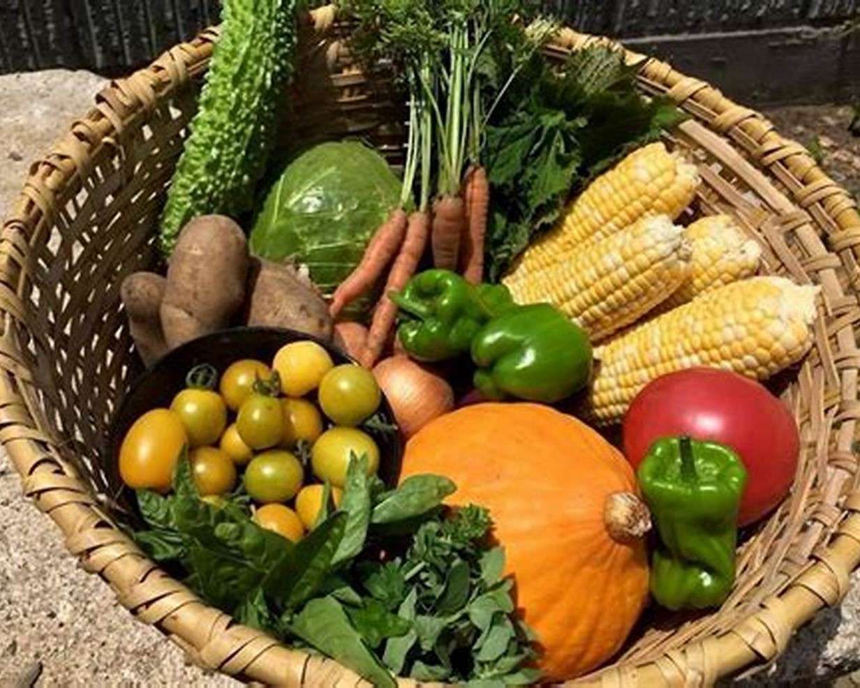 Zbiory warzyw z ogródka w koszyku puzzle online