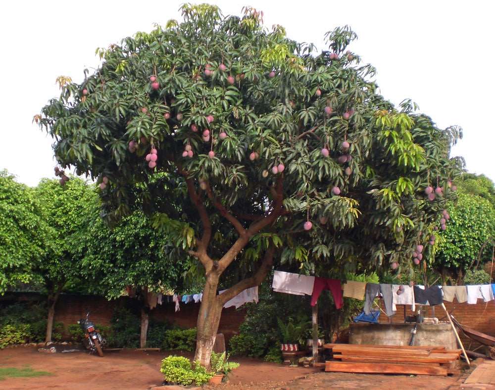 Biologia: drzewo mango puzzle online