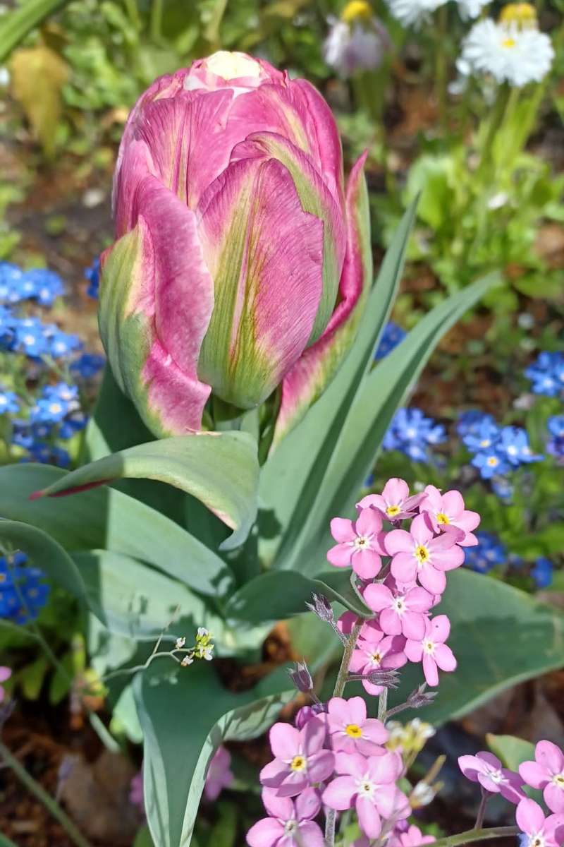 tulipan w bławatkach puzzle online