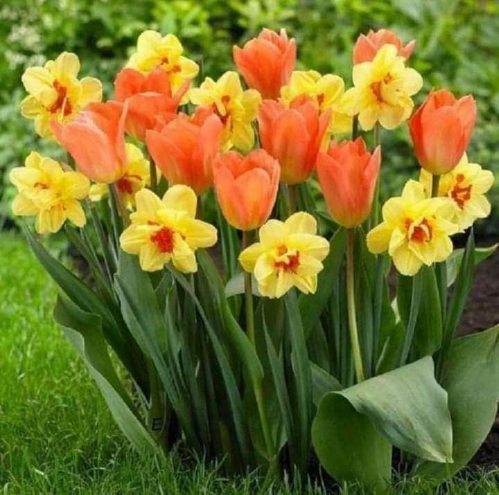 tulipany i żonkile puzzle online