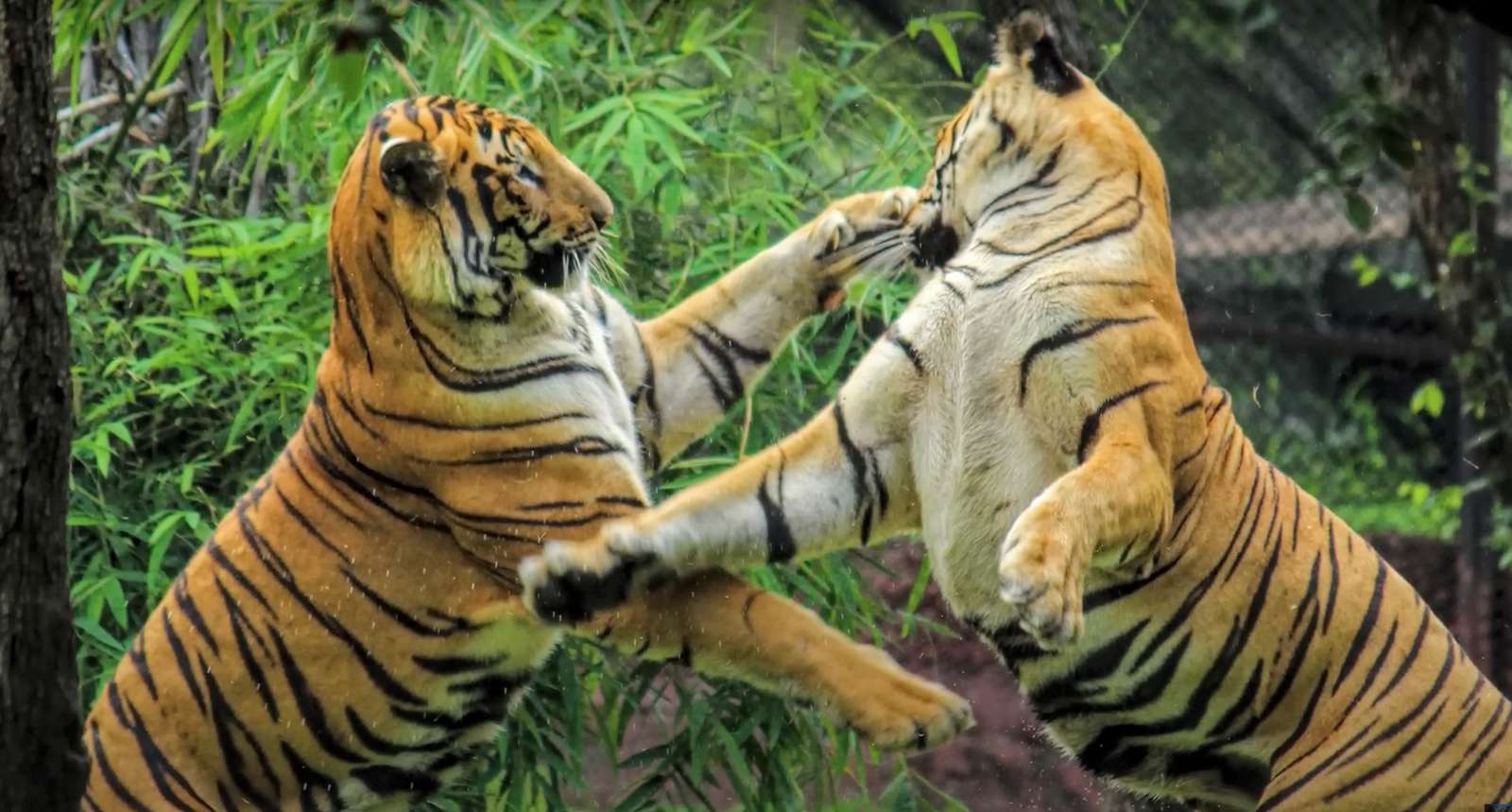 Tygrysy syberyjskie w akcji puzzle online
