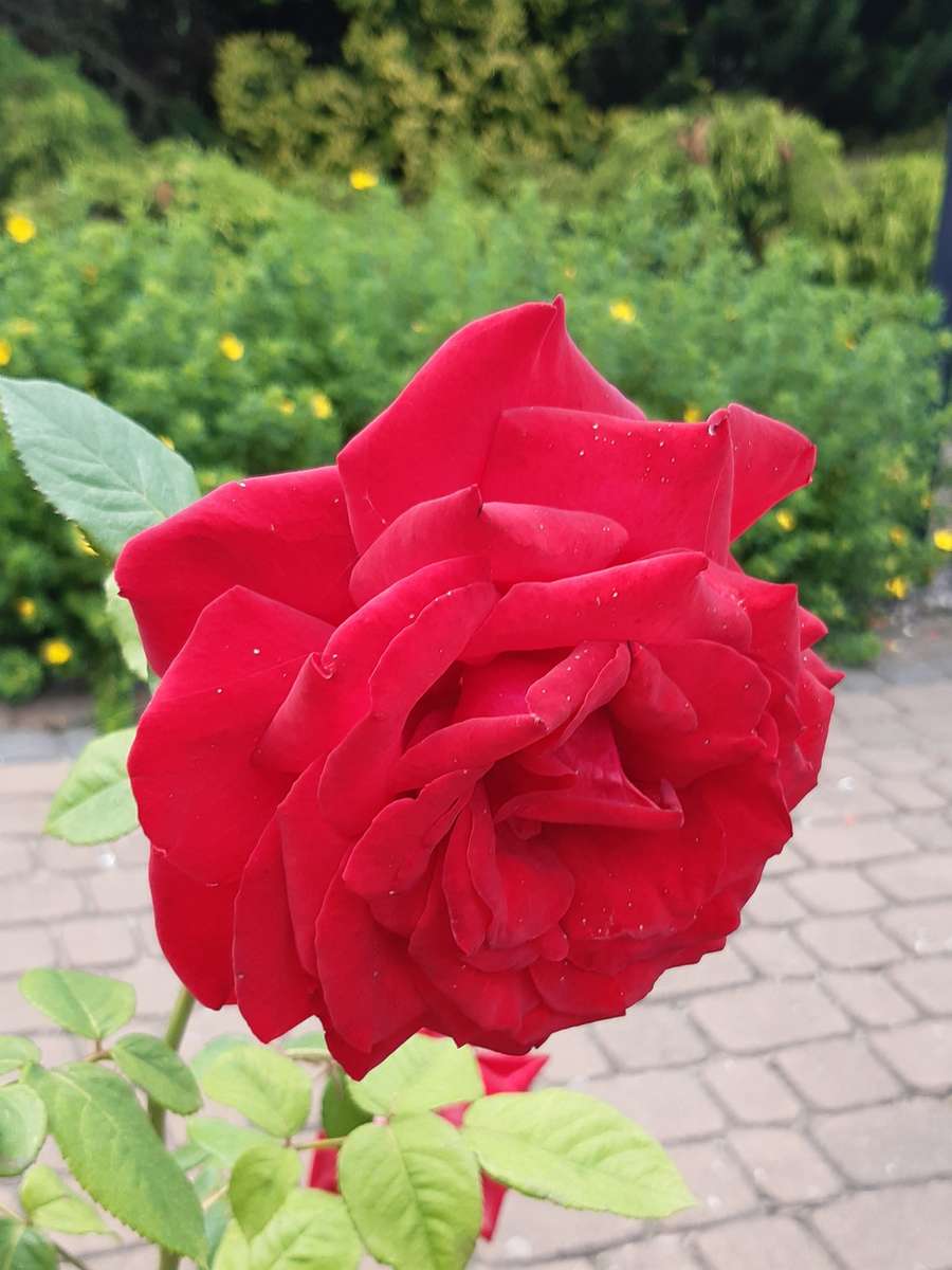 wielka czerwona róża puzzle online