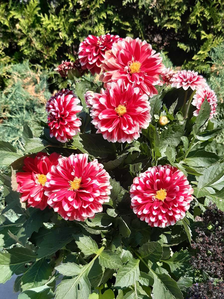 piękne czerwone kwiatki puzzle online