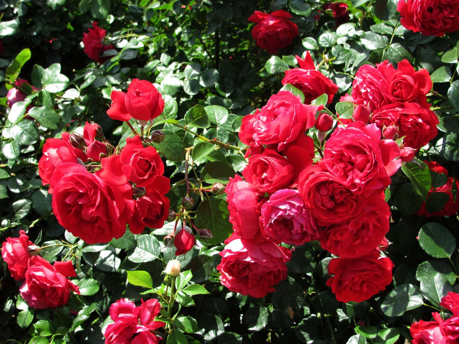 Róże w ogrodzie puzzle online