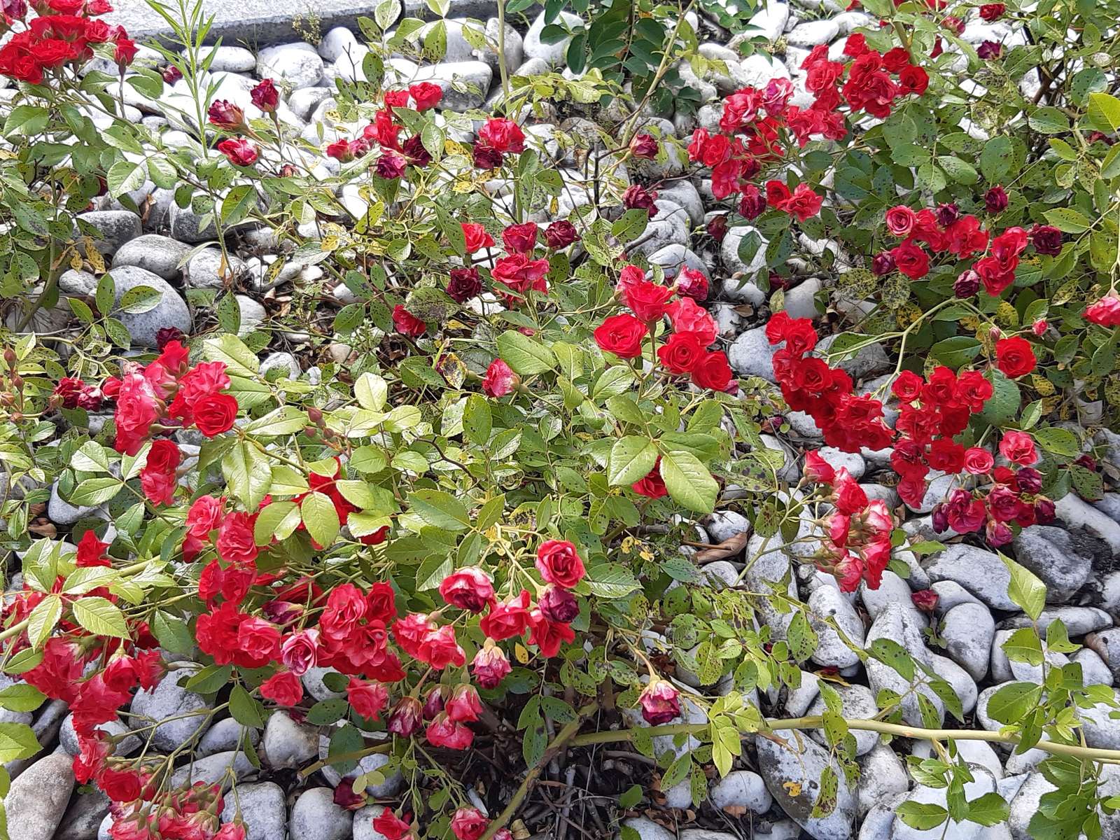 krzewy kwitnących różyczek puzzle online