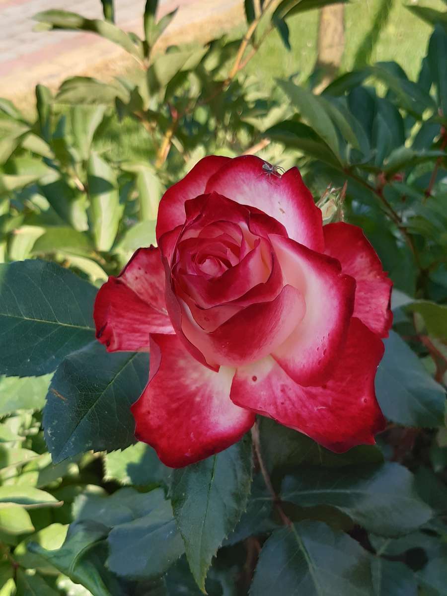 róża jak malowana puzzle online