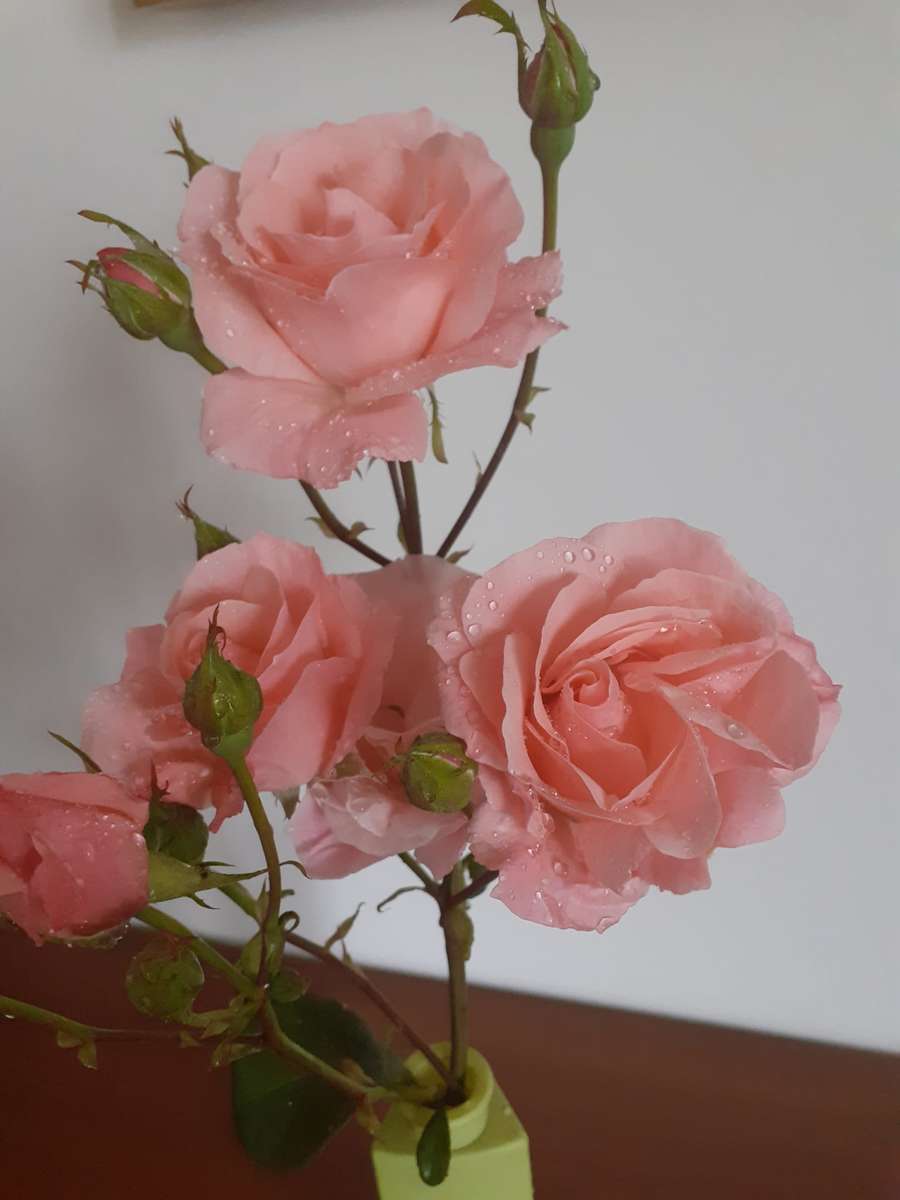 różowa róża w wazonie puzzle online