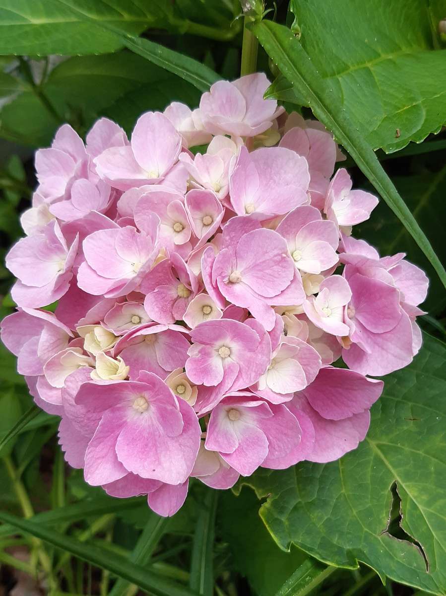 różowy kwiat na tle zielonych liści puzzle online