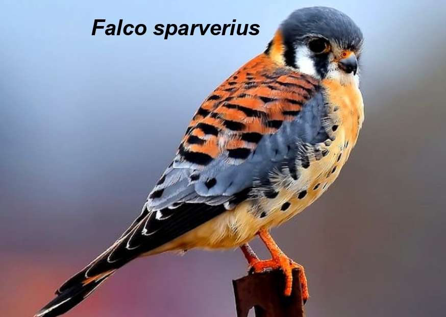 QUILICO (Falco Sparverius) puzzle online
