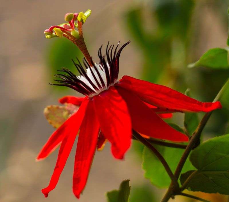Ciekawy czerwony kwiat puzzle online